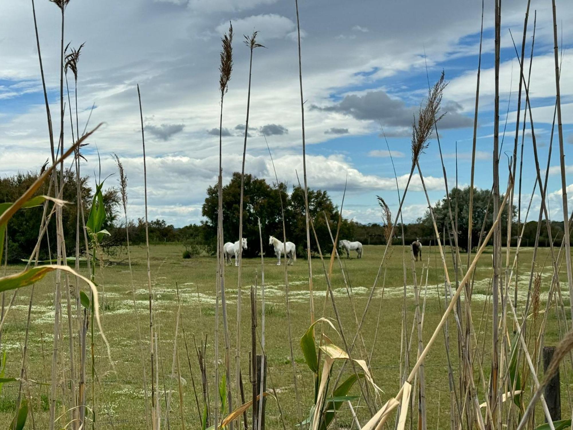 Le Mazet Sooksabai, Confort, Charme Et Decouverte En Petite Camargue Saint-Laurent-dʼAigouze Eksteriør bilde