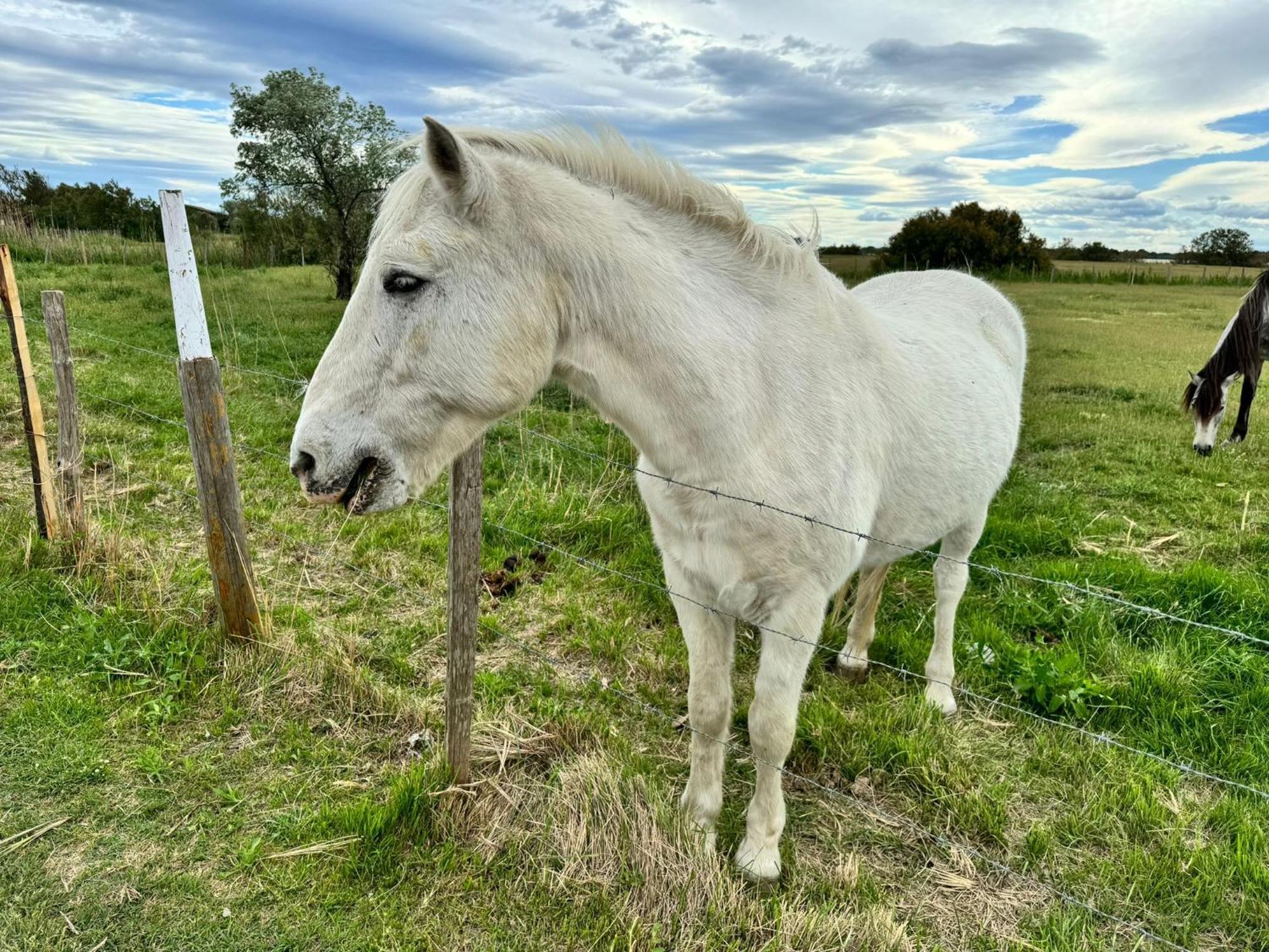 Le Mazet Sooksabai, Confort, Charme Et Decouverte En Petite Camargue Saint-Laurent-dʼAigouze Eksteriør bilde